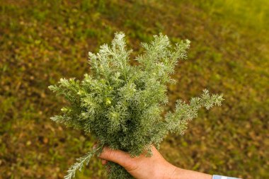 Female hands hold on to branches with leaves of Tauric wormwood. Artemisia taurica Willd, absinthe wormwood is a natural hygiene product.