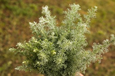 Leaves of wormwood tauricum on a dark background, beautiful green wormwood for the background. A folk remedy for hygiene. Artemisia taurica Willd, absinthe wormwood close up