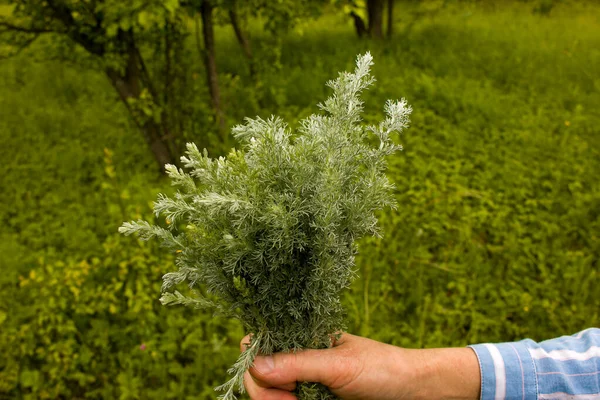 Female hands hold on to branches with leaves of Tauric wormwood. Artemisia taurica Willd, absinthe wormwood is a natural hygiene product.