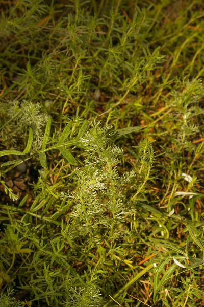 Leaves Wormwood Tauricum Dark Background Beautiful Green Wormwood Background Folk — Φωτογραφία Αρχείου