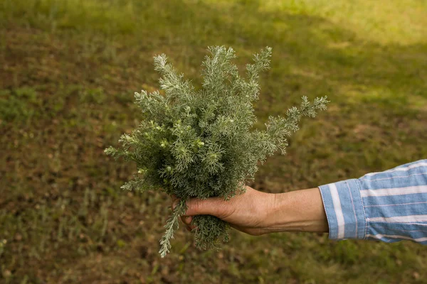Female Hands Hold Branches Leaves Tauric Wormwood Artemisia Taurica Willd — Φωτογραφία Αρχείου
