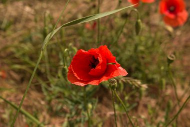 Yeşil doğada kırmızı haşhaş çiçekleri. Güzel, kırmızı, çiçek açan gelincikleri doğal bir tarlada yaklaş. Papaver rhoeas.