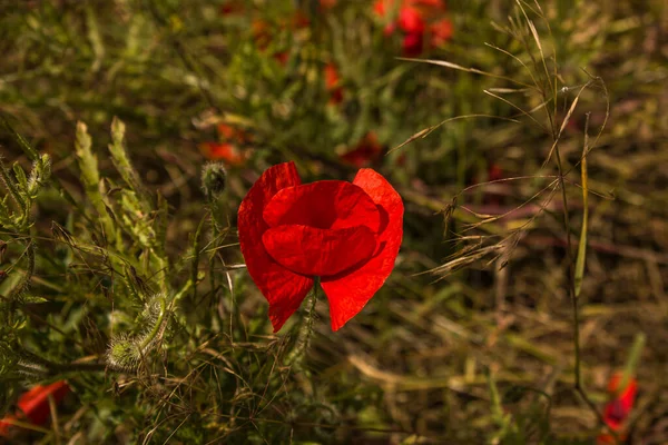 緑の自然界に赤いケシの花 美しい 自然のフィールドの背景に咲くケシのクローズアップ 紙製のロジアス — ストック写真