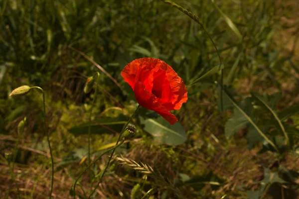 红色罂粟的花朵是绿色的 靠近一个美丽的 红色的 开花的罂粟在一个自然的领域背面 腮腺炎 — 图库照片