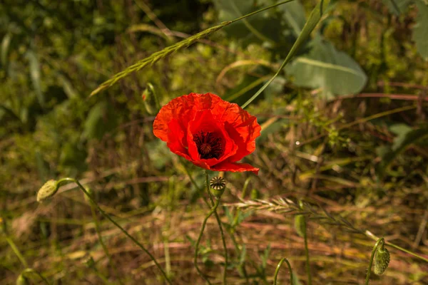 Rote Mohnblumen Auf Grünem Grund Nahaufnahme Von Schönen Roten Blühenden — Stockfoto