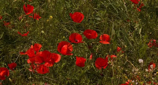 緑の自然界に赤いケシの花 美しい 自然のフィールドの背景に咲くケシのクローズアップ 紙製のロジアス — ストック写真