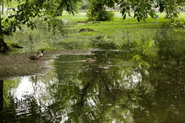 Halk parkı yağmurdan sırılsıklam olmuş. Su dolu park. Islak banklar. Yağmurdan sonra su dolu park. Sağanak yağmurdan sonra boş park..
