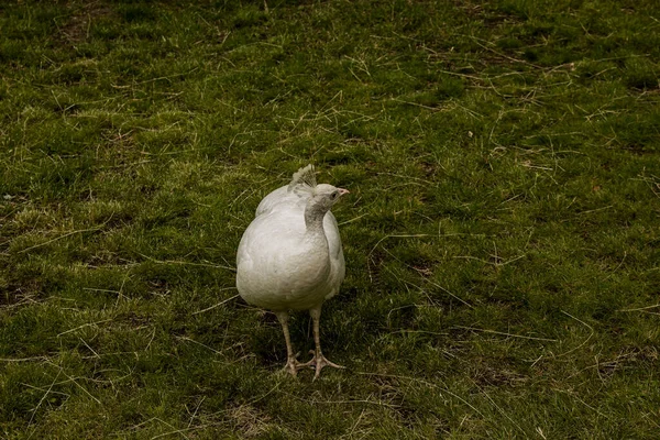 緑の芝生の上で美しい白い羽孔雀 公園を誇らしげに歩く大きな野生の鳥 — ストック写真