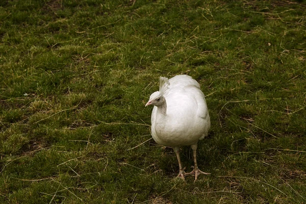 Piękny Biały Pierzasty Paw Zielonej Trawie Duży Dziki Ptak Wędrujący — Zdjęcie stockowe