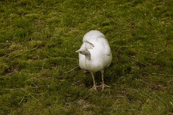 Schöner Weiß Gefiederter Pfau Auf Grünem Gras Ein Großer Wildvogel — Stockfoto