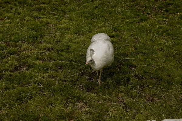 Belo Pavão Penas Brancas Grama Verde Grande Pássaro Selvagem Caminhando — Fotografia de Stock