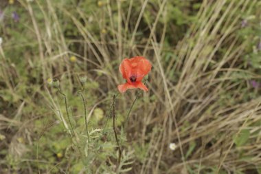 Yeşil doğada kırmızı haşhaş çiçekleri. Güzel, kırmızı, çiçek açan gelincikleri doğal bir tarlada yaklaş. Papaver rhoeas.