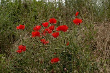 Yeşil doğada kırmızı haşhaş çiçekleri. Güzel, kırmızı, çiçek açan gelincikleri doğal bir tarlada yaklaş. Papaver rhoeas.