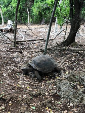 Aldabra Dev Kaplumbağa ya da Aldabrachelys Dev Çayı, Changuu Adası 'nda ziyaret edilebilen küçük bir koloninin parçası. Taş Şehir, Zanzibar, Tanzanya.
