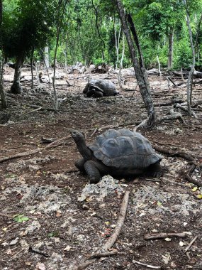 Aldabra Dev Kaplumbağa ya da Aldabrachelys Dev Çayı, Changuu Adası 'nda ziyaret edilebilen küçük bir koloninin parçası. Taş Şehir, Zanzibar, Tanzanya.