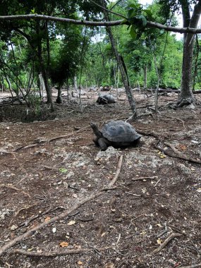 Aldabra Dev Kaplumbağa ya da Aldabrachelys Dev Çayı, Changuu Adası 'nda ziyaret edilebilen küçük bir koloninin parçası. Taş Şehir, Zanzibar, Tanzanya.