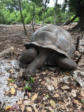 Aldabra Dev Kaplumbağa ya da Aldabrachelys Dev Çayı, Changuu Adası 'nda ziyaret edilebilen küçük bir koloninin parçası. Taş Şehir, Zanzibar, Tanzanya.