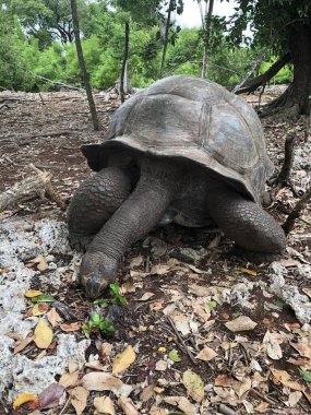 Aldabra Dev Kaplumbağa ya da Aldabrachelys Dev Çayı, Changuu Adası 'nda ziyaret edilebilen küçük bir koloninin parçası. Taş Şehir, Zanzibar, Tanzanya.