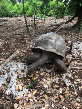 Aldabra Dev Kaplumbağa ya da Aldabrachelys Dev Çayı, Changuu Adası 'nda ziyaret edilebilen küçük bir koloninin parçası. Taş Şehir, Zanzibar, Tanzanya.