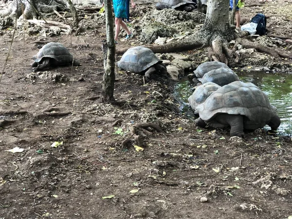 阿尔达布拉巨龟 Aldabra Giant Turtoise 或阿尔达布拉谢利茶 Aldabrachelys 是昌古岛上一个小殖民地的一部分 坦桑尼亚桑给巴尔石城 — 图库照片