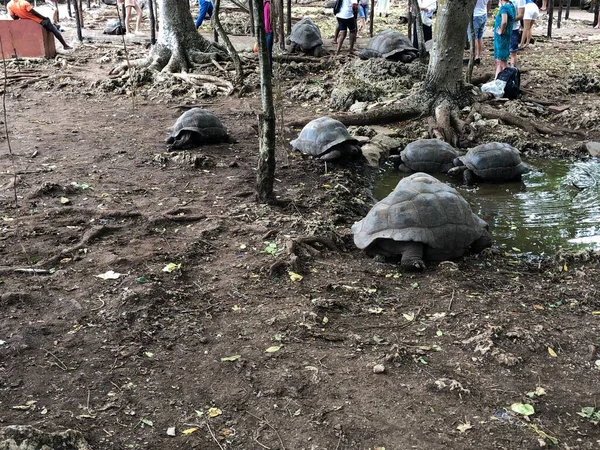 Olbrzymi Żółw Aldabra Lub Gigantea Aldabrachelys Część Małej Kolonii Która — Zdjęcie stockowe