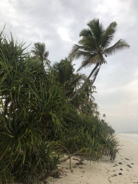 Hint Okyanusu kıyısında. Kıyıdaki palmiyeler. Zanzibar adası. Afrika. Tipik görünüm.
