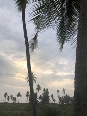 Hint Okyanusu kıyısında. Kıyıdaki palmiyeler. Zanzibar adası. Afrika. Tipik görünüm.