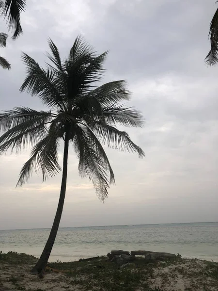 Hint Okyanusu Kıyısında Kıyıdaki Palmiyeler Zanzibar Adası Afrika Tipik Görünüm — Stok fotoğraf