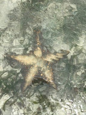 Beyaz kumdaki bir deniz yıldızının ve sığ sudaki bir deniz otunun üst görüntüsü. Zanzibar. Atlantik Okyanusu.