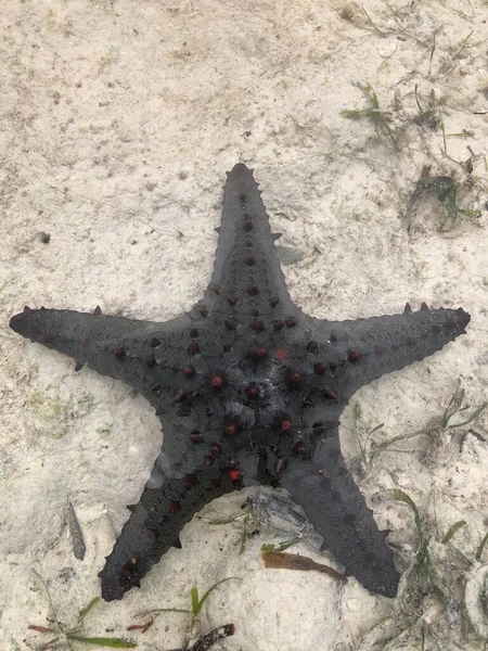 Vista Superior Uma Estrela Mar Areia Branca Grama Marinha Águas — Fotografia de Stock