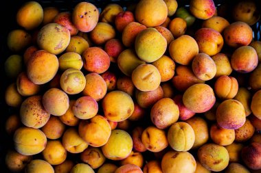 Ağaçtan alınan taze kayısılar. Sıralamadan önce meyveleri toplayın. Meyve kayısı arkaplanı.