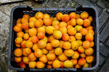 Ağaçtan alınan taze kayısılar. Sıralamadan önce meyveleri toplayın. Meyve kayısı arkaplanı.