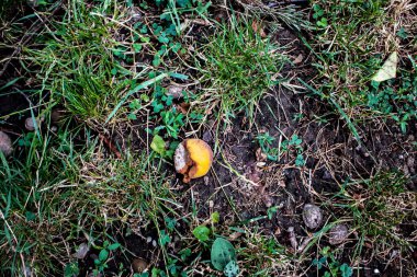 Olgunlaşmış kayısılar yere düştü. Çürük böğürtlenler kir ve küflenir.