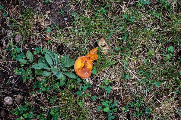 살구는 떨어졌습니다 열매는 구덩이와 이를나타낸다 — 스톡 사진