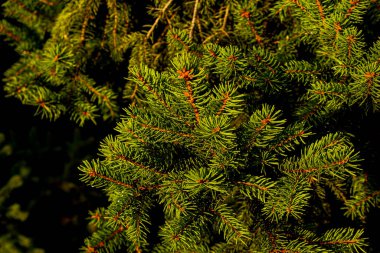Tıbbi ham madde olarak, tohumlar olgunlaşmadan önce toplanan ladin konileri, temel yağ, reçine ve tanen içerir.