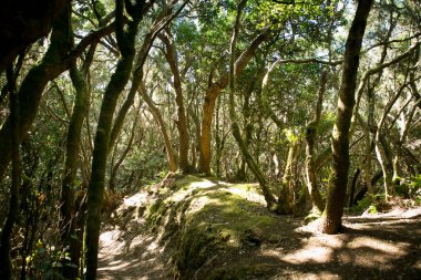 Yaprak döken orman. Dağlardaki dayanıklı şeffaf ekosistem.