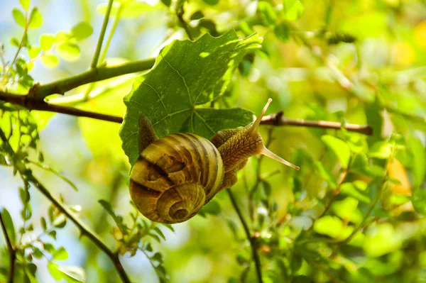 Eine Große Weinbergschnecke Sitzt Auf Einem Grünen Weinblatt Makro Aus — Stockfoto