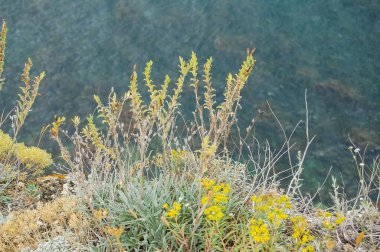 Çiçeklerle ve mavi deniz suyuyla yaz. Küçük sarı çiçekler ve çimenler denizin arka planında.