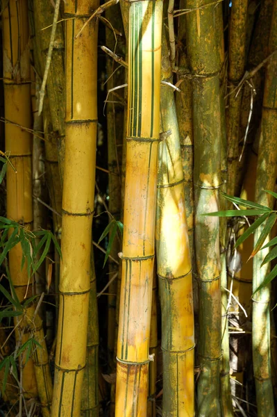 Bambu Arka Planı Yüzey Desenleri Büyük Duvar Bambu Bambu Masasının — Stok fotoğraf
