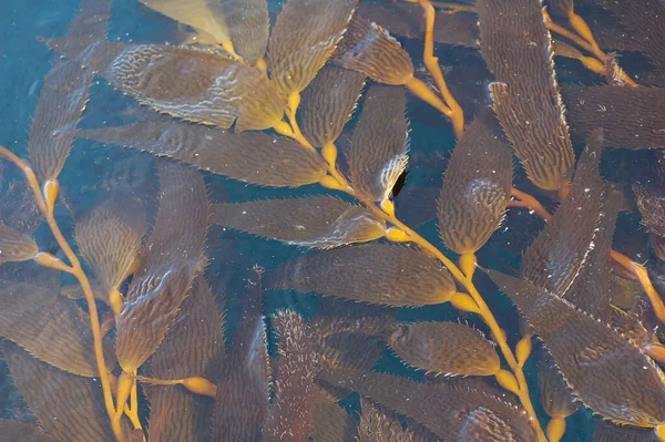 Fundo Macio Natural Água Corrente Algas Superfície Rio Espaço Cópia — Fotografia de Stock