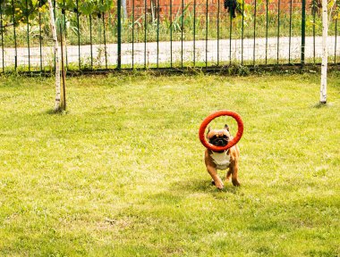 Fransız Buldog 'u yeşil çimenlikte bir oyuncakla oynuyor. Fransız Bulldogları çok şakacıdırlar..