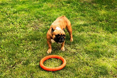 Fransız Buldog 'u yeşil çimenlikte bir oyuncakla oynuyor. Fransız Bulldogları çok şakacıdırlar..