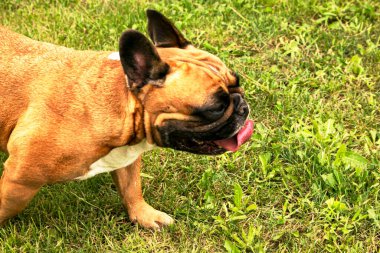 Yeşil çimlerin üzerinde koşan sevimli bir yavru Fransız bulldog. Fransız Bulldogları köpek arkadaşlarıdır..