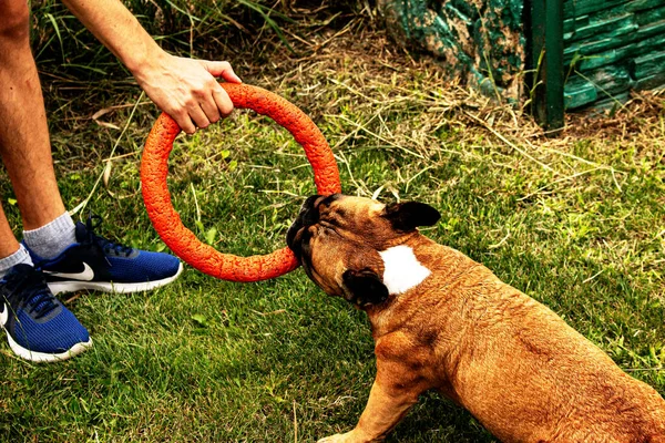 Vicces Francia Bulldog Játszik Egy Játékkal Zöld Gyepen Francia Bulldogok — Stock Fotó