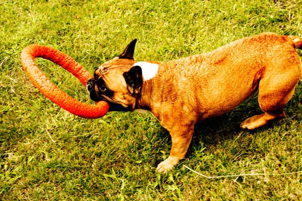 Rolig Fransk Bulldogg Leker Med Leksak Grön Gräsmatta Franska Bulldoggar — Stockfoto