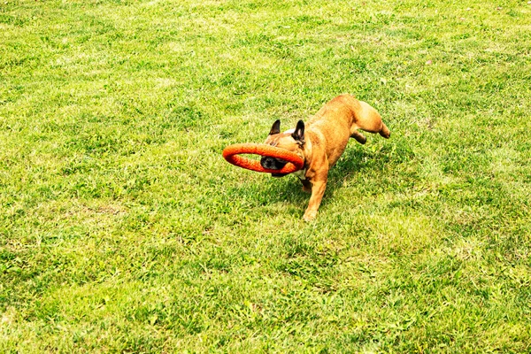 Zabawny Francuski Buldog Bawi Się Zabawką Zielonym Trawniku Buldogi Francuskie — Zdjęcie stockowe