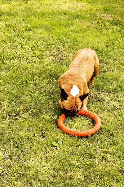 Rolig Fransk Bulldogg Leker Med Leksak Grön Gräsmatta Franska Bulldoggar — Stockfoto