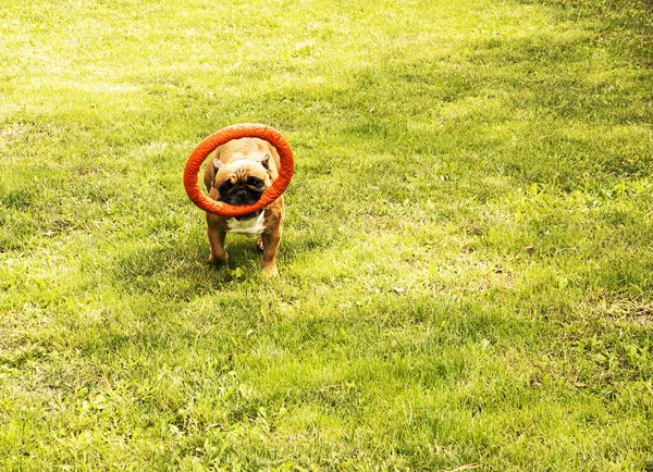 Grappige Franse Bulldog Speelt Met Een Speeltje Een Groen Grasveld — Stockfoto