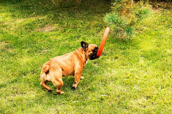 Vicces Francia Bulldog Játszik Egy Játékkal Zöld Gyepen Francia Bulldogok — Stock Fotó