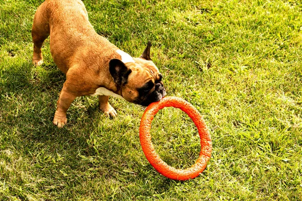 Lustige Französische Bulldogge Spielt Mit Einem Spielzeug Auf Einem Grünen — Stockfoto